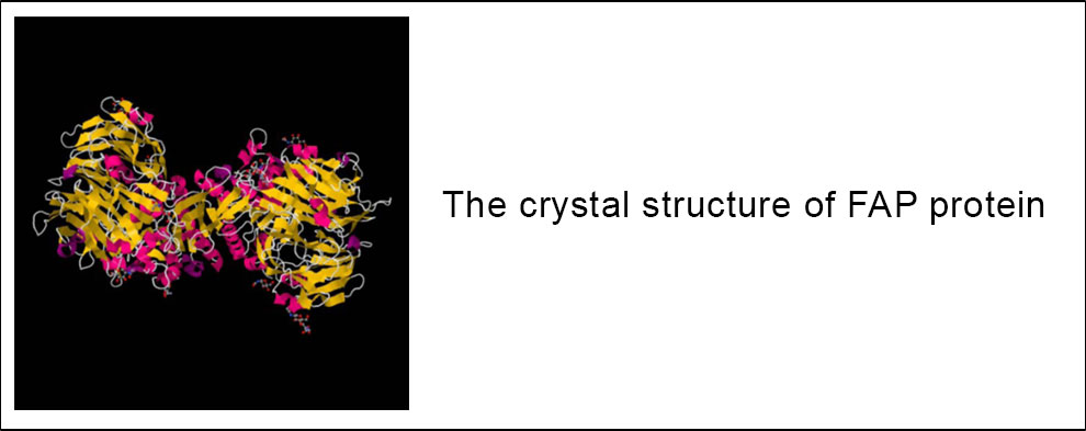 The crystal structure of FAP protein