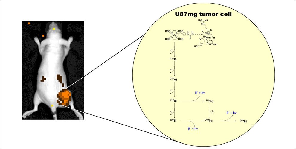 U87mg tumor cell in a mouse